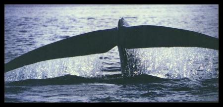 darba hna  darba  lhih